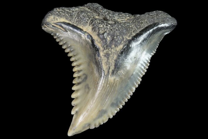 Hemipristis Shark Tooth Fossil - Virginia #96551
